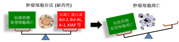 图 1：肿瘤细胞通过反凋零蛋白产生耐药性，对反凋零蛋白的抑制将改变平衡，消除肿瘤耐药性。