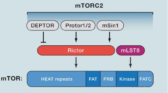 mTORC2的组成蛋白主要有Rictor、mSin1、mSLT8和Protor等