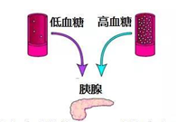 调节血糖稳态，GK负重前行