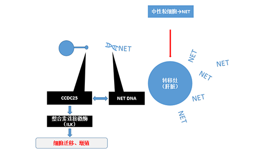 除了单纯的捕获，NET DNA与CCDC-25的结合还增强了癌细胞的侵袭行为，促进了癌症的肝转移。