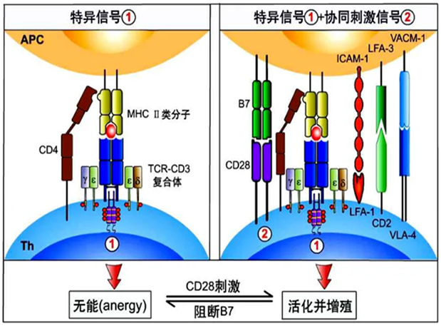 人生就是博助力 | 国内CD19×CD3×CD28三特异性抗体获FDA默示许可