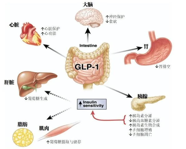 时代变了！GLP-1让打针吃药也能减肥成为现实