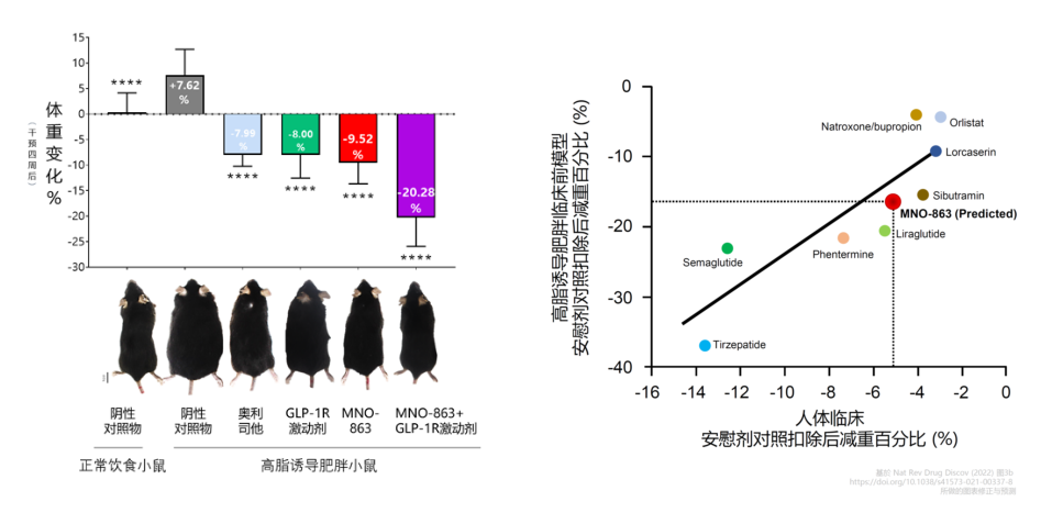 4周降低近10%体重！人生就是博助力慕恩生物MNO-863活菌生物药获批临床