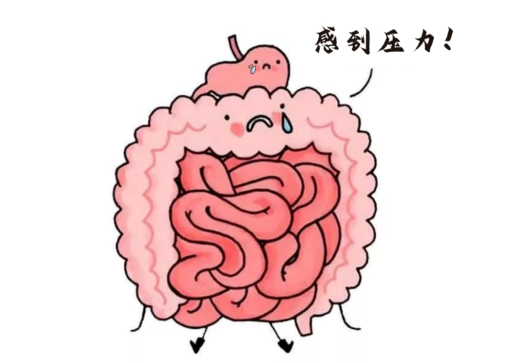 肠道不仅是消化器官，更是“情绪隐形指挥官”。.webp
